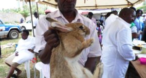 Rabbit training to begin in the volta region
